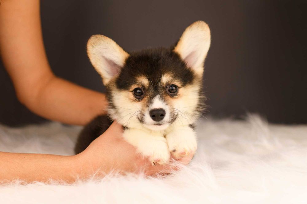 Триколорная девочка корги пемброк