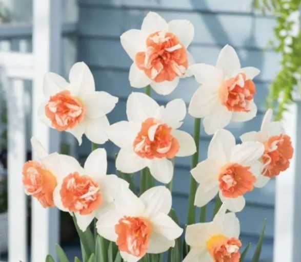 20+ шт!  Нарцисс. Нарцис. Цибулини нарцису. Луковицы нарцисса. Квіти.