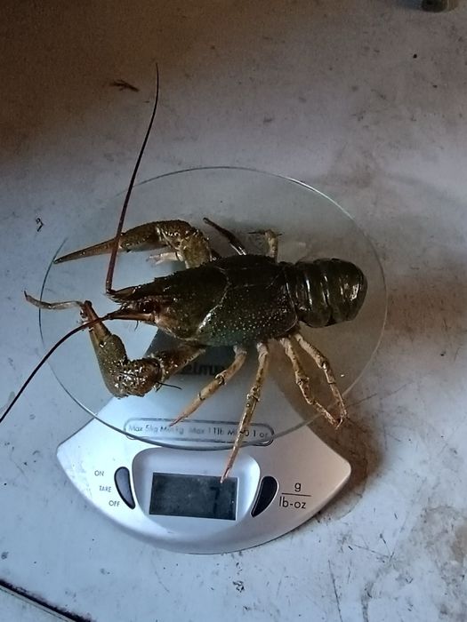 РАКИ живі та варені