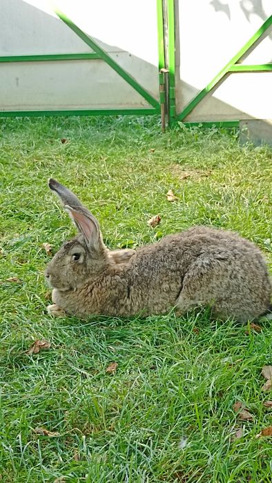 Бельгійці кролі,самички