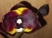 Продам орхідею, фаленопсис