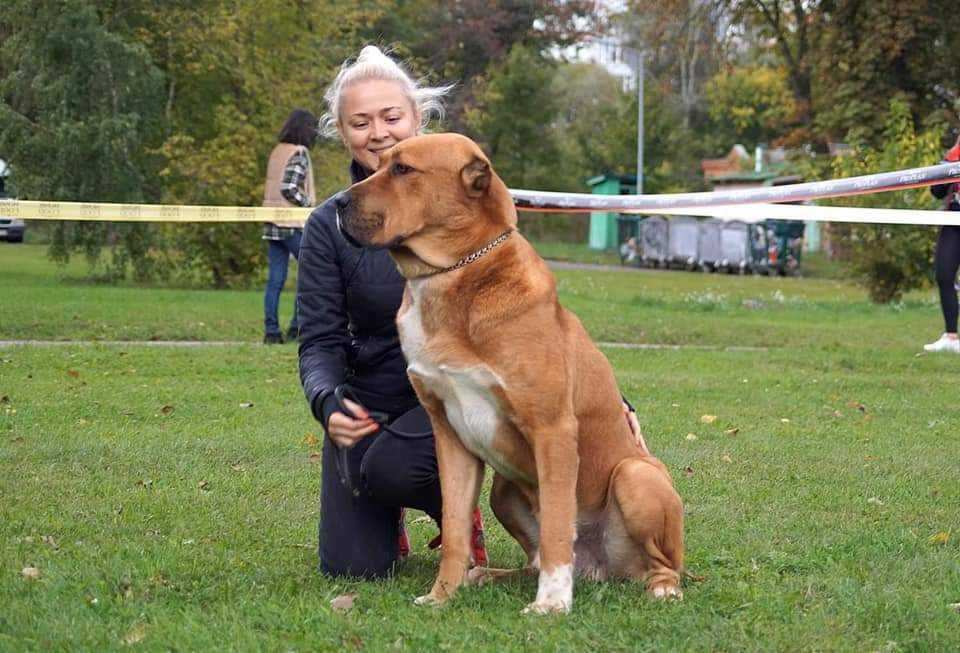 Кобель САО для вязки