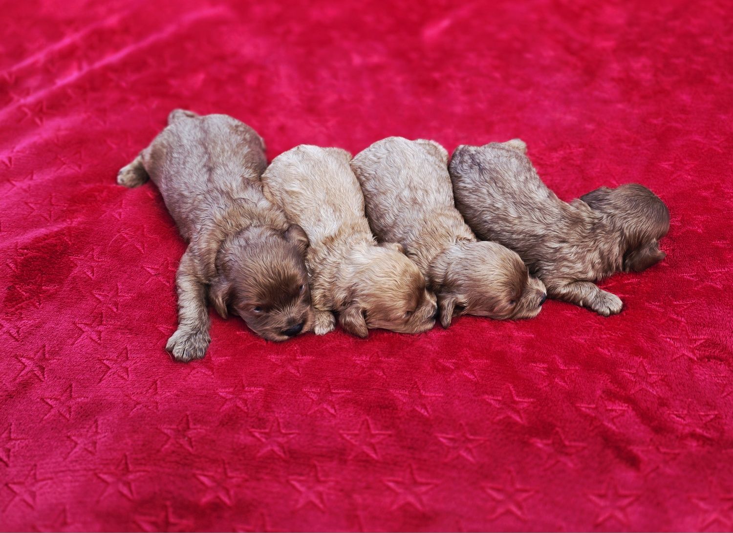Cavapoo suczka f1