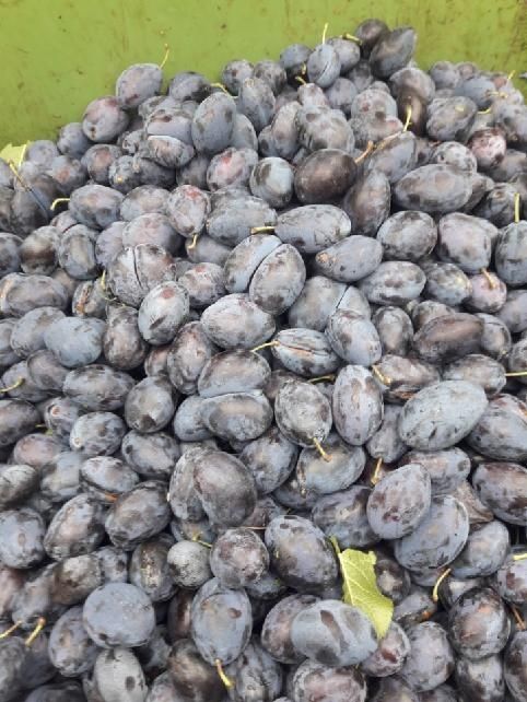 Śliwki stanley,  Węgierka na alkohol,