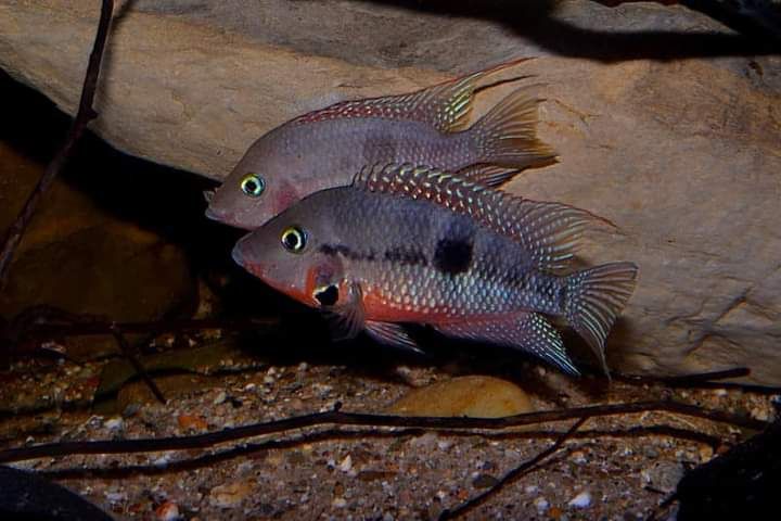 Pielęgnica meeka Thorichthys meeki Rio Candelaria