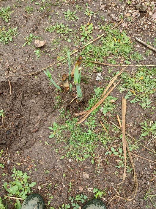 Arundo donax lasecznica