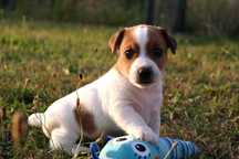 Suczka Jack Russell Terrier