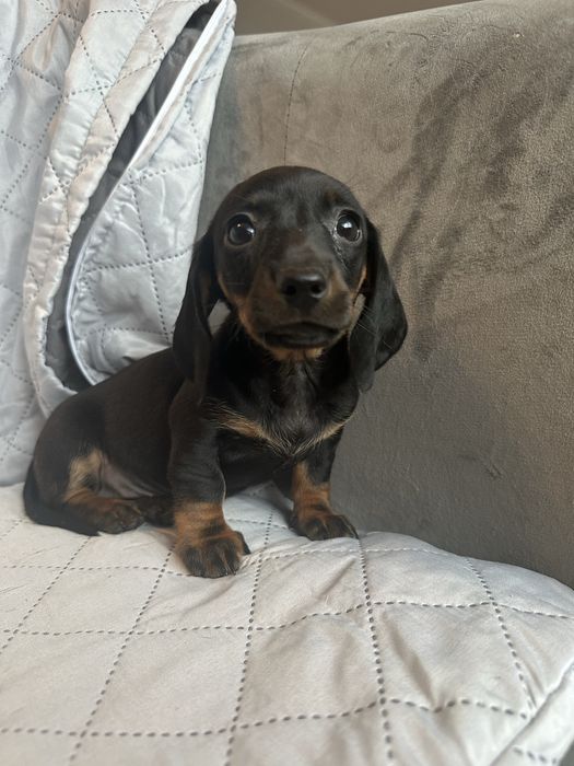 Jamnik krótkowłosy miniaturowy