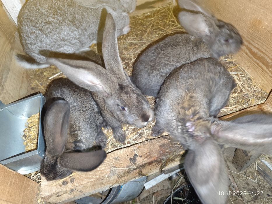 Królik olbrzym belgijski