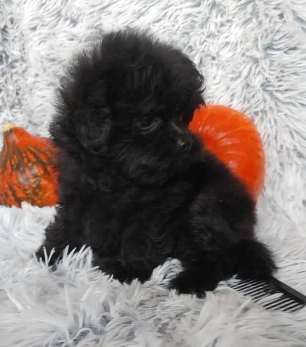 Містер Super пухнастик. Пом-а-пу преміального екстер'єру, добросердий