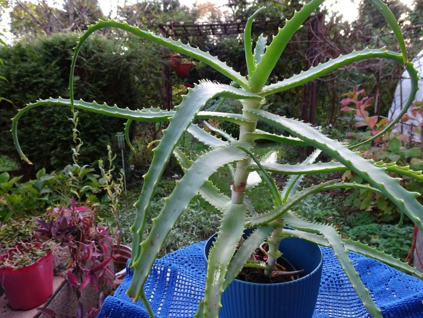 Aloes leczniczy kaktus sukulent domowy