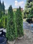 tuje tuja 180/200cm-sadzenie Rabaty!