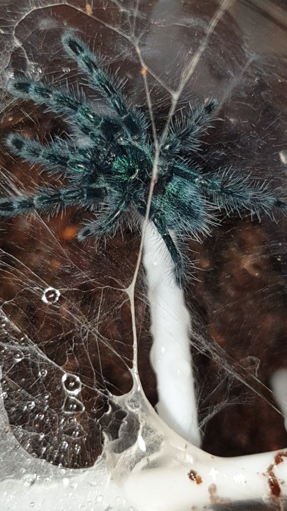 Caribena versicolor l1 ptasznik