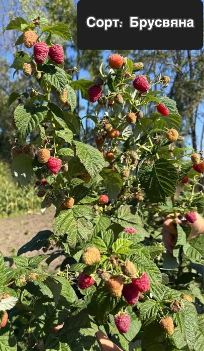 Саджанці ремонтантних та не ремонтантних сортів малини