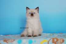 Koteczka ragdoll,odbiòr w lipcu