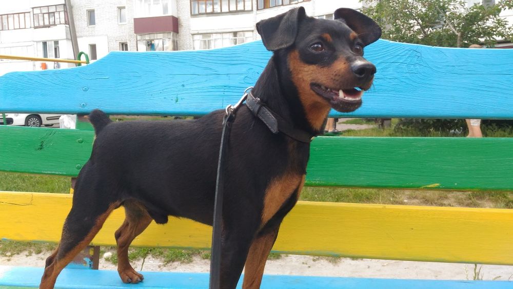 Кабель Цвергпинчера на вязку