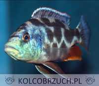Pyszczak Livingstona - Nimbochromis livingstonii - dowóz, wysyłka