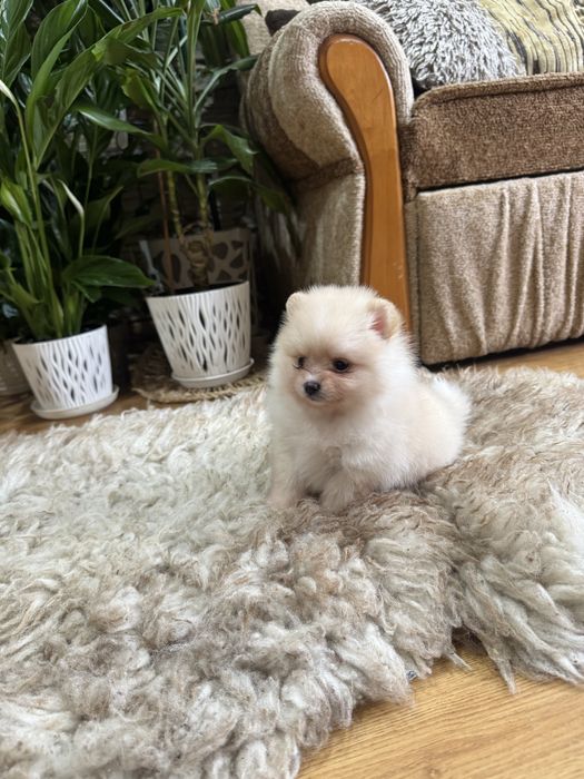 Pomeranian szpic miniaturowy