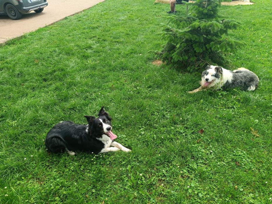 Border collie blue merle suczka niebieskie oczy