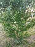 Krzew hibiskusa duzy
