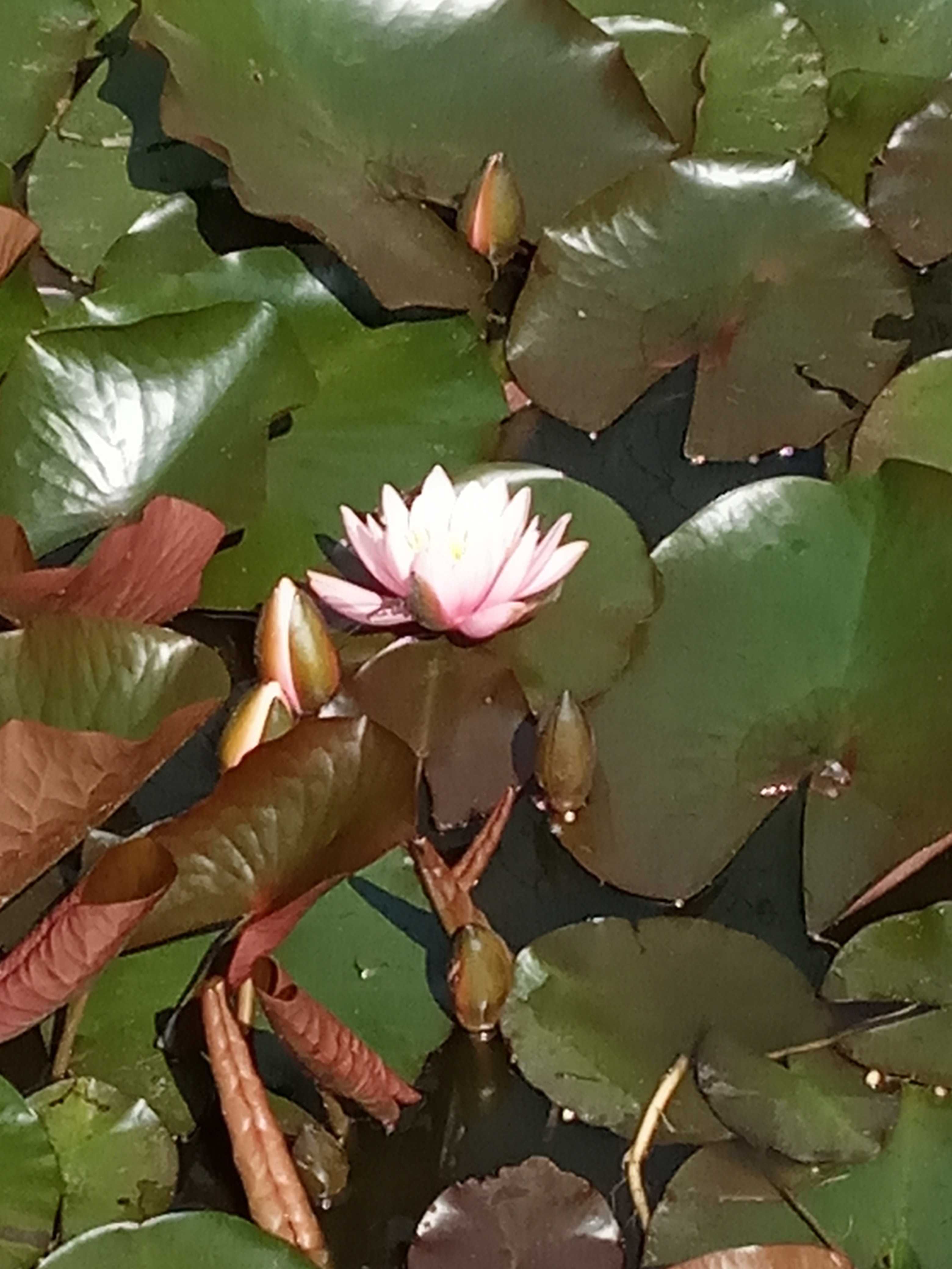 Lilia wodna piękne kwiaty
