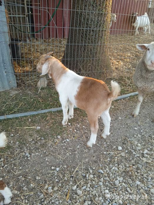 Cabrito Boer macho