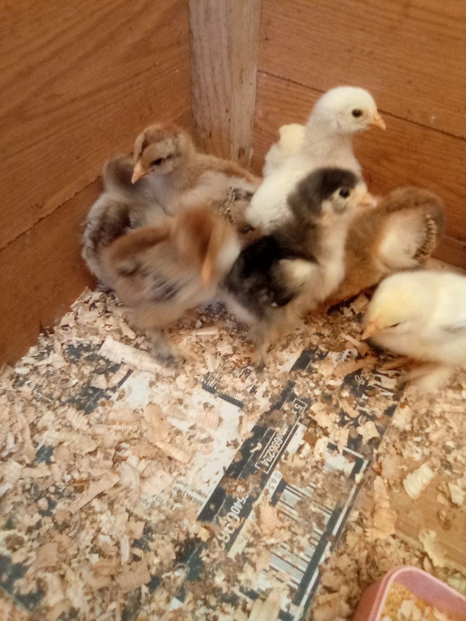 Pintinho brahmas e sedosas