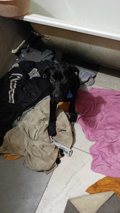 Odam pieska  za darmo