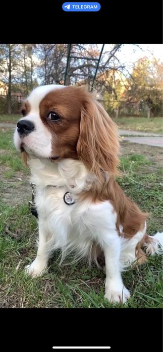 Мальчик кінг чарльз  спаніель