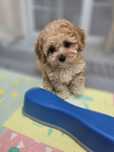 Maltipoo / Pudel toy