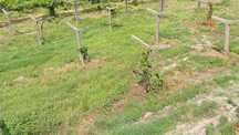 Cruzetas para agricultura oferta