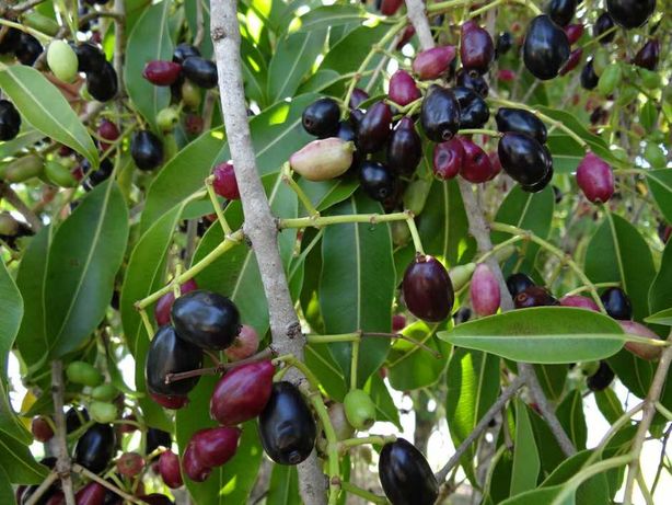 Jambolao ou Jamelao certificada arvores de fruto