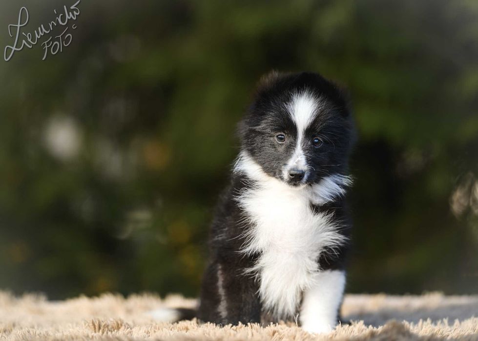 Owczarek Szetlandzki Sheltie - Bi Black Sport