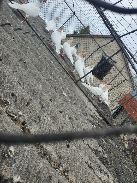 Gołębie Budapeszty