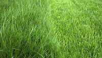 Trawa na trawniki, mieszanka traw, nasiona paszowe, wysyłka gratis