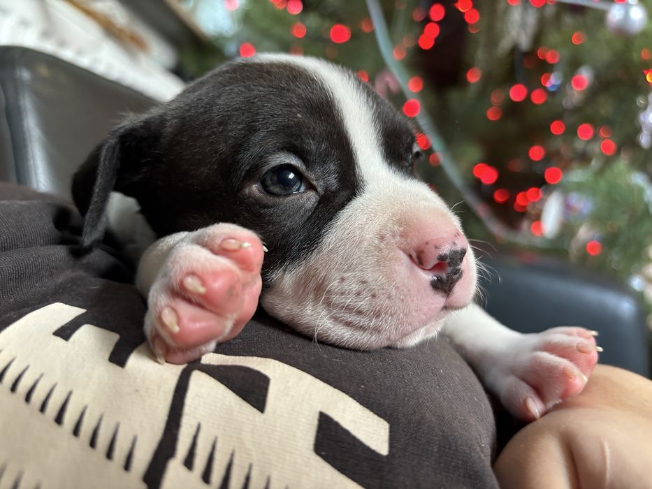 Amstaff suczka szczeniak