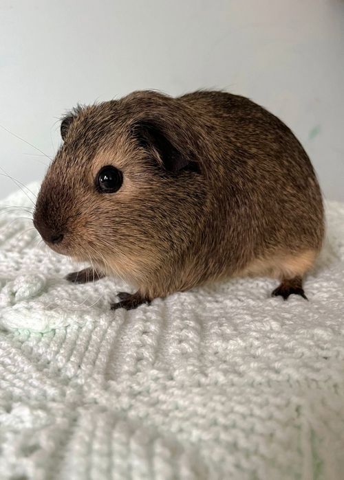 Морська свинка Каліфорнія