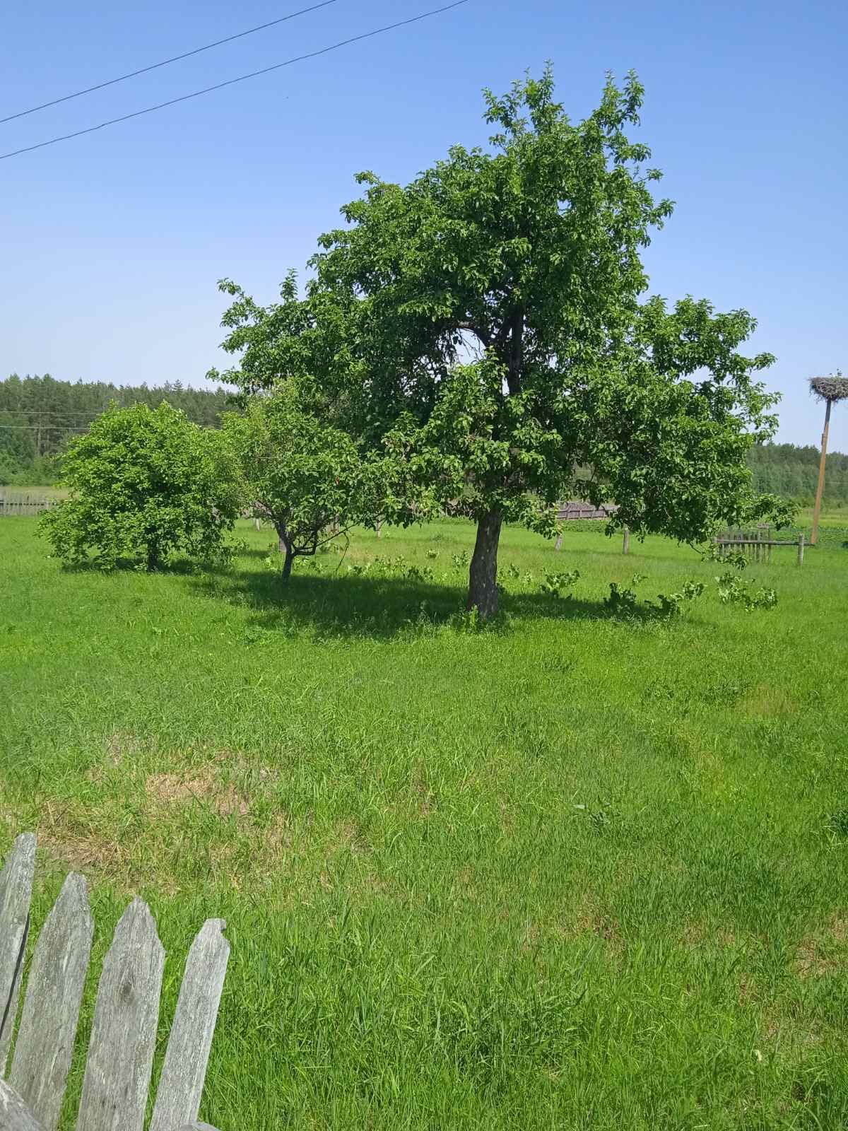 Продам будинок біля міста Овруч(15 км) село Гаєвичі