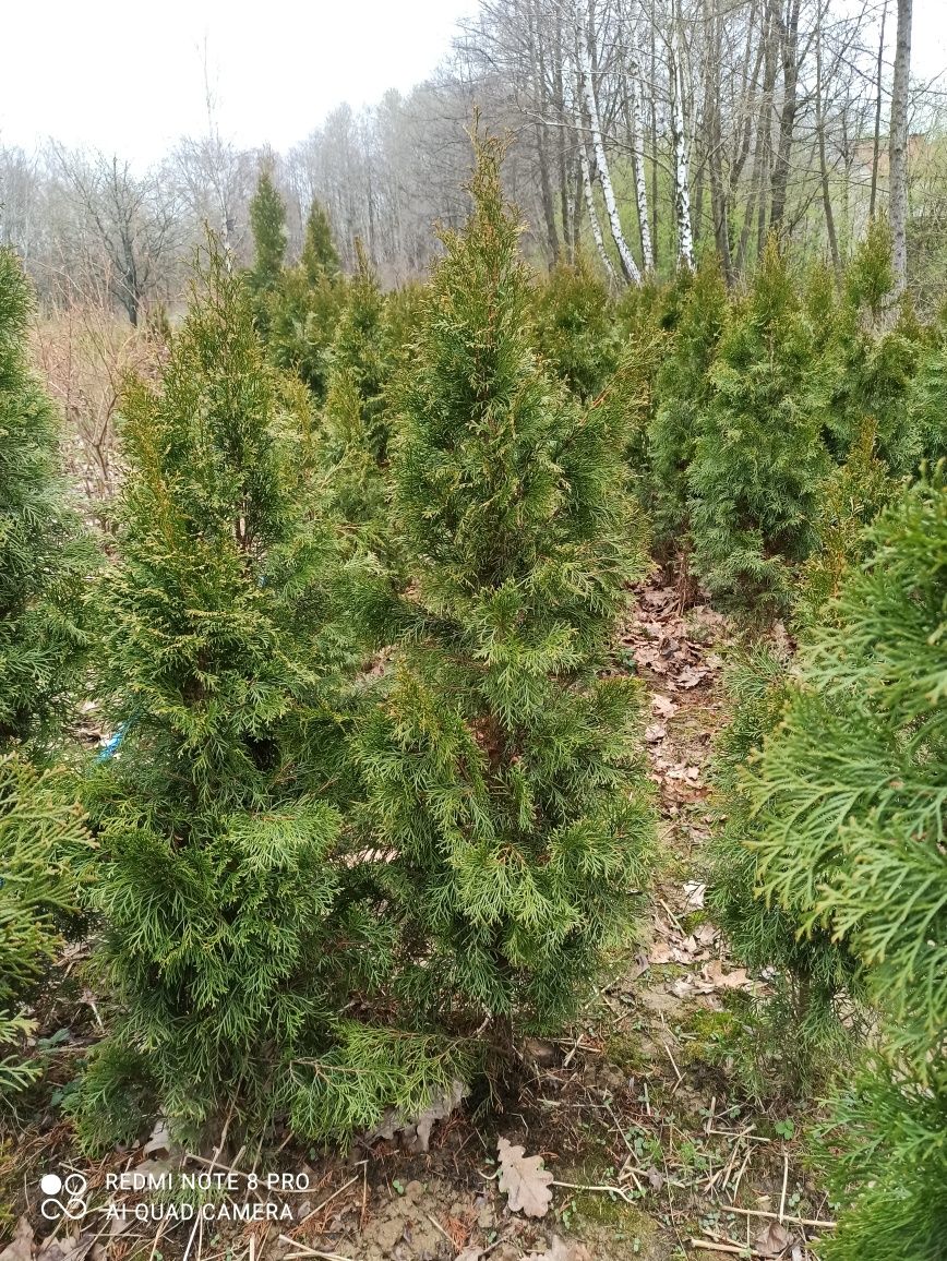 Tuja thuja szmaragd 130 - 200 cm promocja wiosenna