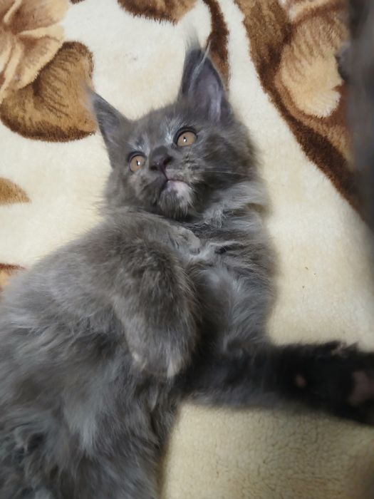 Котики породи Мей_кун