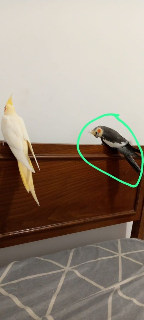 Cacatua ponto muito