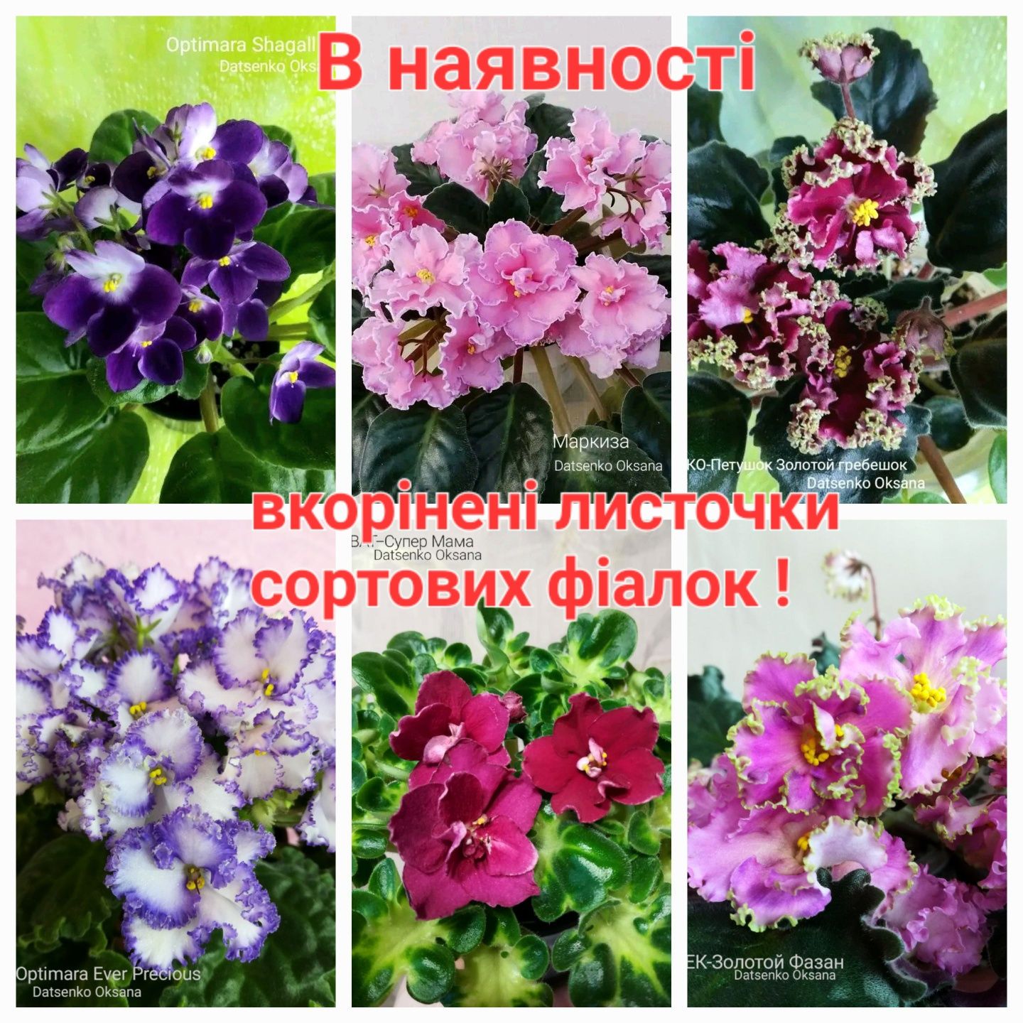 Сортові фіалочки!!!