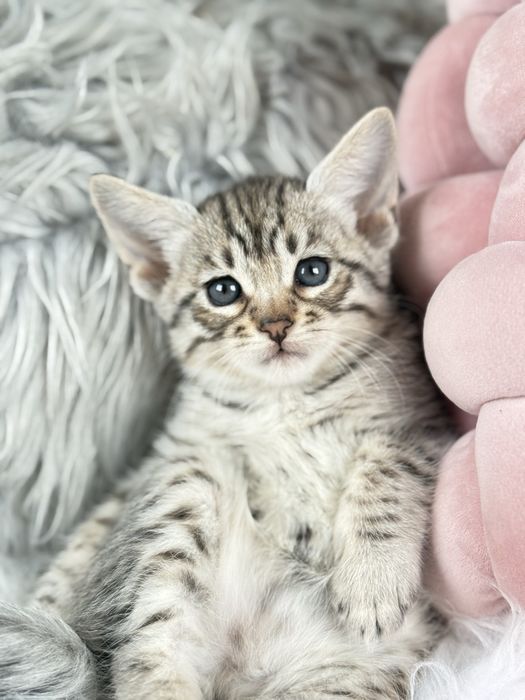 Хлочик Саванна Ф5 в рідкісному срібному забарвленні