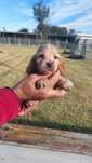 Cachorro cocker spaniel