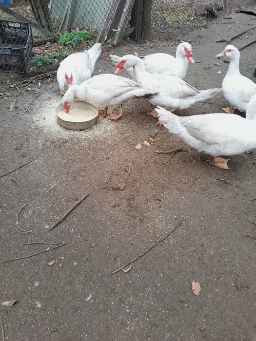 Індокачки білого окрасу виводок- 2025р. 1000грн.