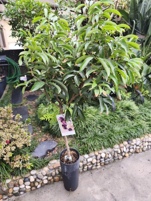 Árvores exóticas e tropicais