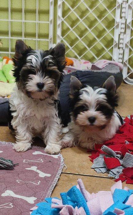 Yorkshire terrier biewer mini piesek
