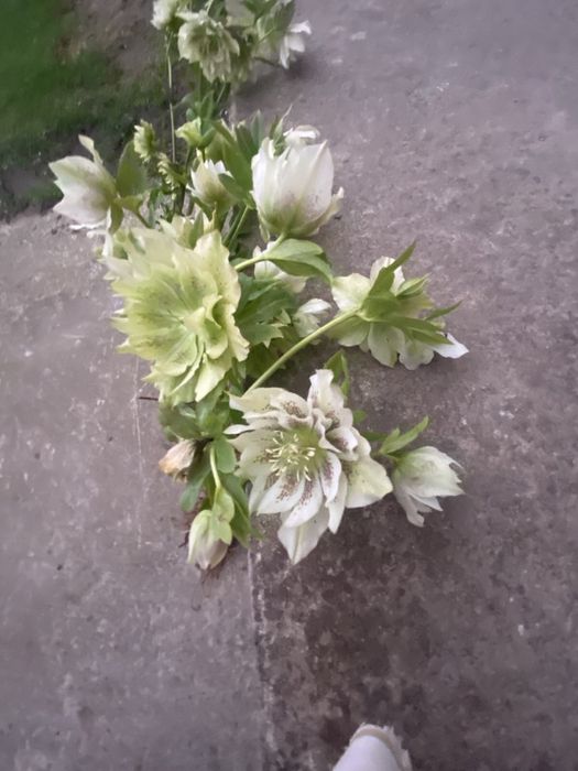 Морозники весняні багаторічні