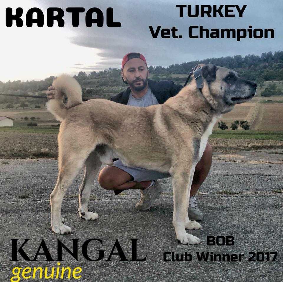 Kangal import Turcja szczeniak FCI.