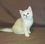 Чистокровный шотландский котенок серебристая шиншилла